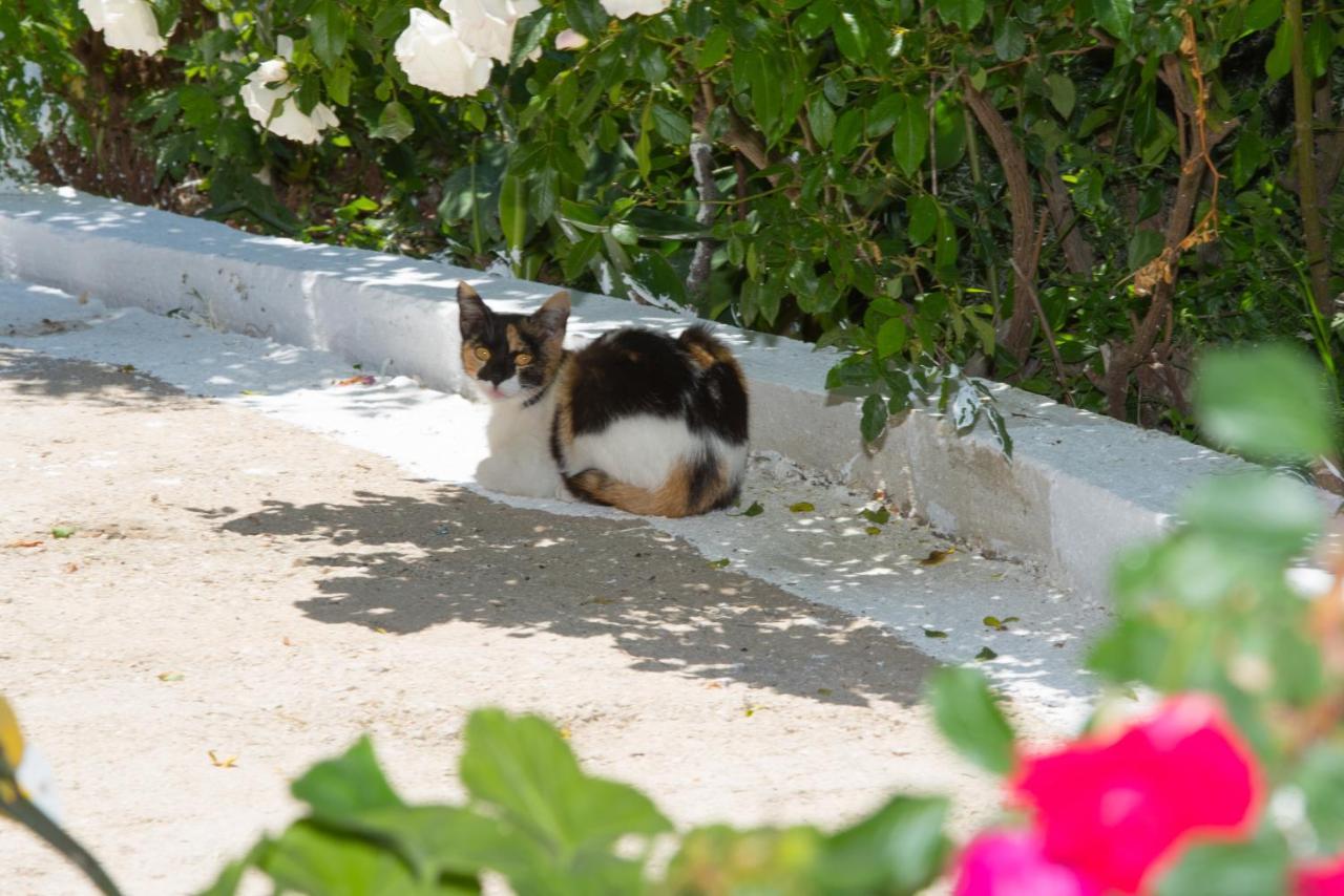 Basil & Guest House Lazarata ภายนอก รูปภาพ